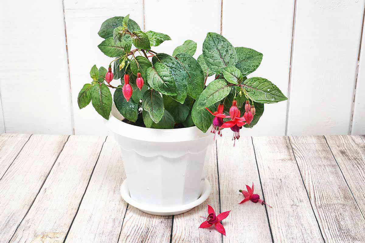 A close up horizontal image of a potted fuchsia plant with flowers dropped to the ground, set on a wooden surface.