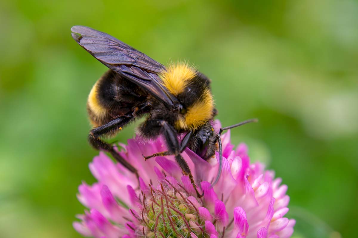 Macro photo of a bumble bee on a red clover flower.
