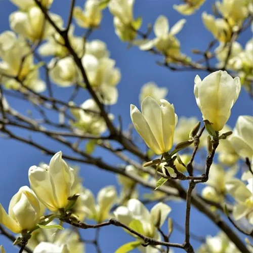 A square image of the creamy-yellow flowers of 'Butterflies' magnolia pictured on a blue sky background.