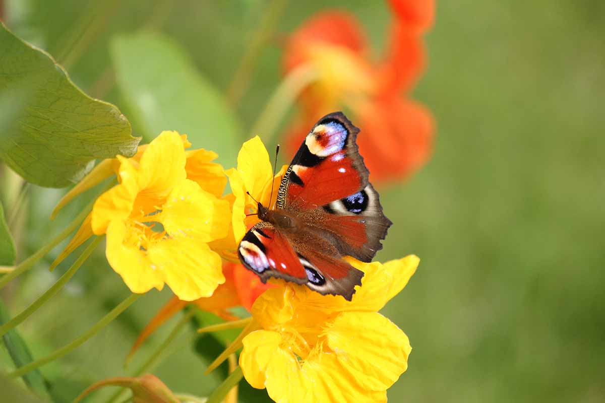 A close up horizontal image of a butterfly feeding from yellow Tropaeolum flowers pictured on a soft focus background.