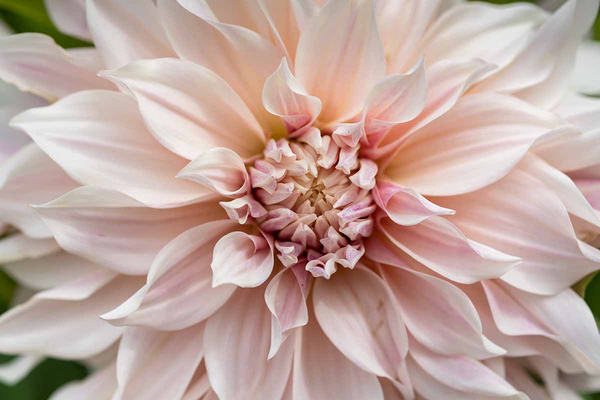 A close up horizontal image of a 'Cafe au Lait' flower.