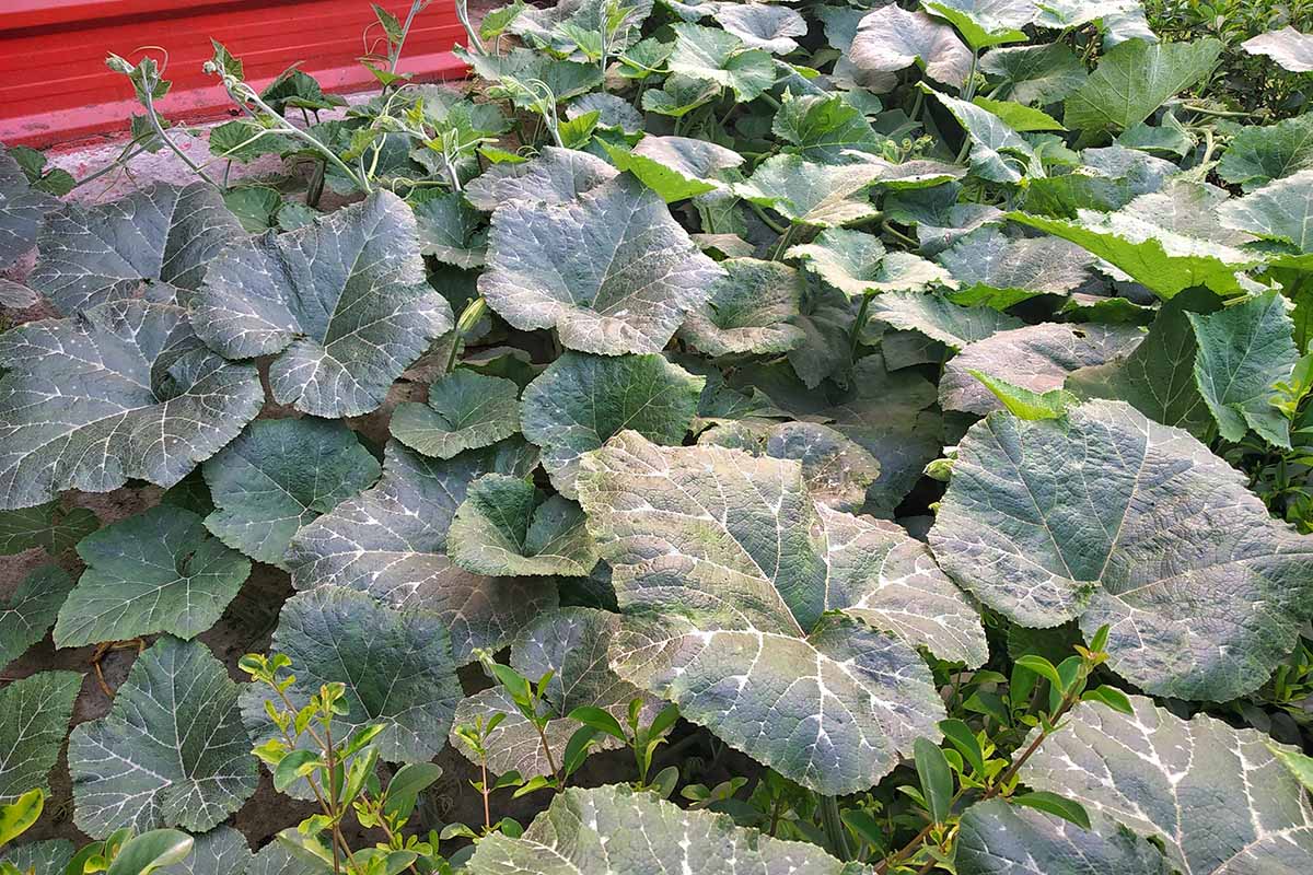A close up horizontal image of a large calabaza squash plant growing in the garden.