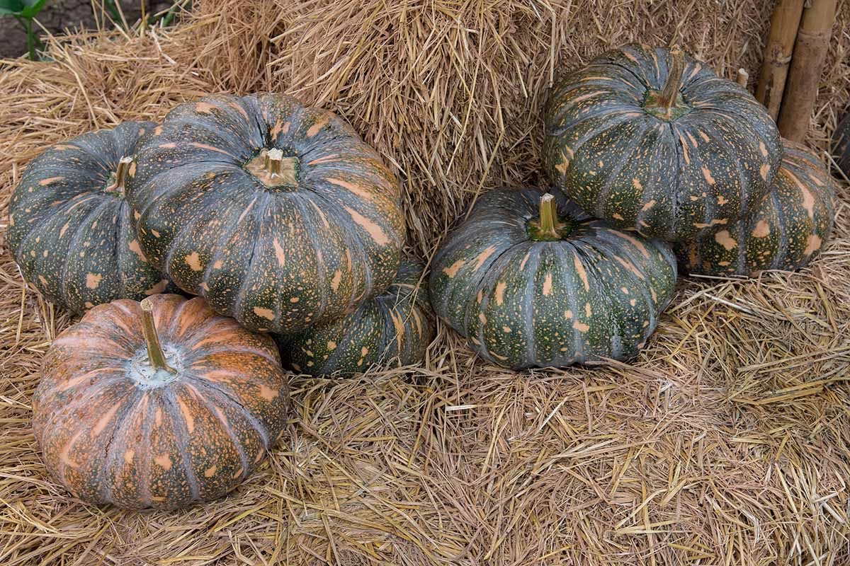 A close up horizontal image of calabaza squash harvested and cured, and set on straw bales outdoors.