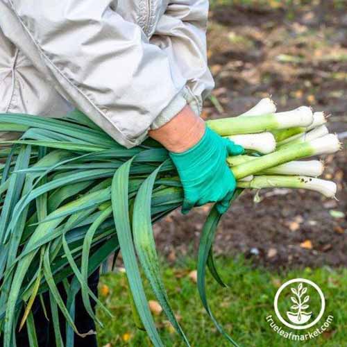 A square image of a gardener carrying freshly harvested 'Carantan' leeks. 
