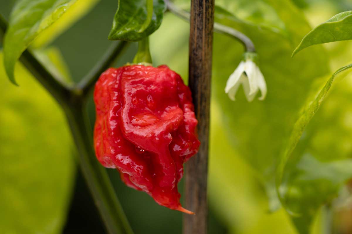 A close up horizontal image of a single red 'Carolina Reaper' pepper growing in the garden pictured on a soft focus background.