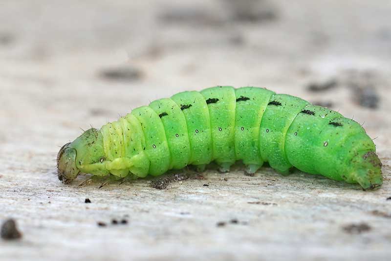 A close up horizontal image of a caterpillar on a wooden surface.