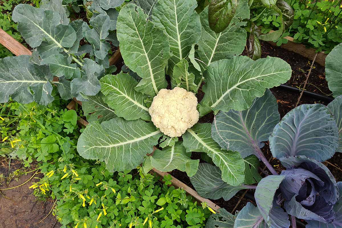 A horizontal image of cauliflower and other vegetables growing in a square foot garden.