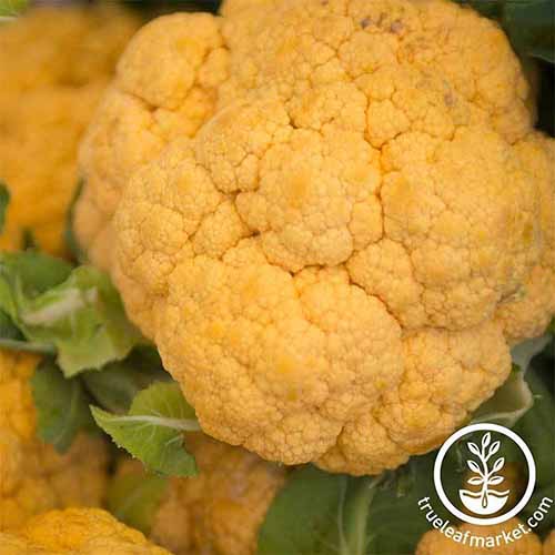 A close up square image of the yellow heads of 'Cheddar' cauliflower growing in the garden. To the bottom right of the frame is a white circular logo with text.