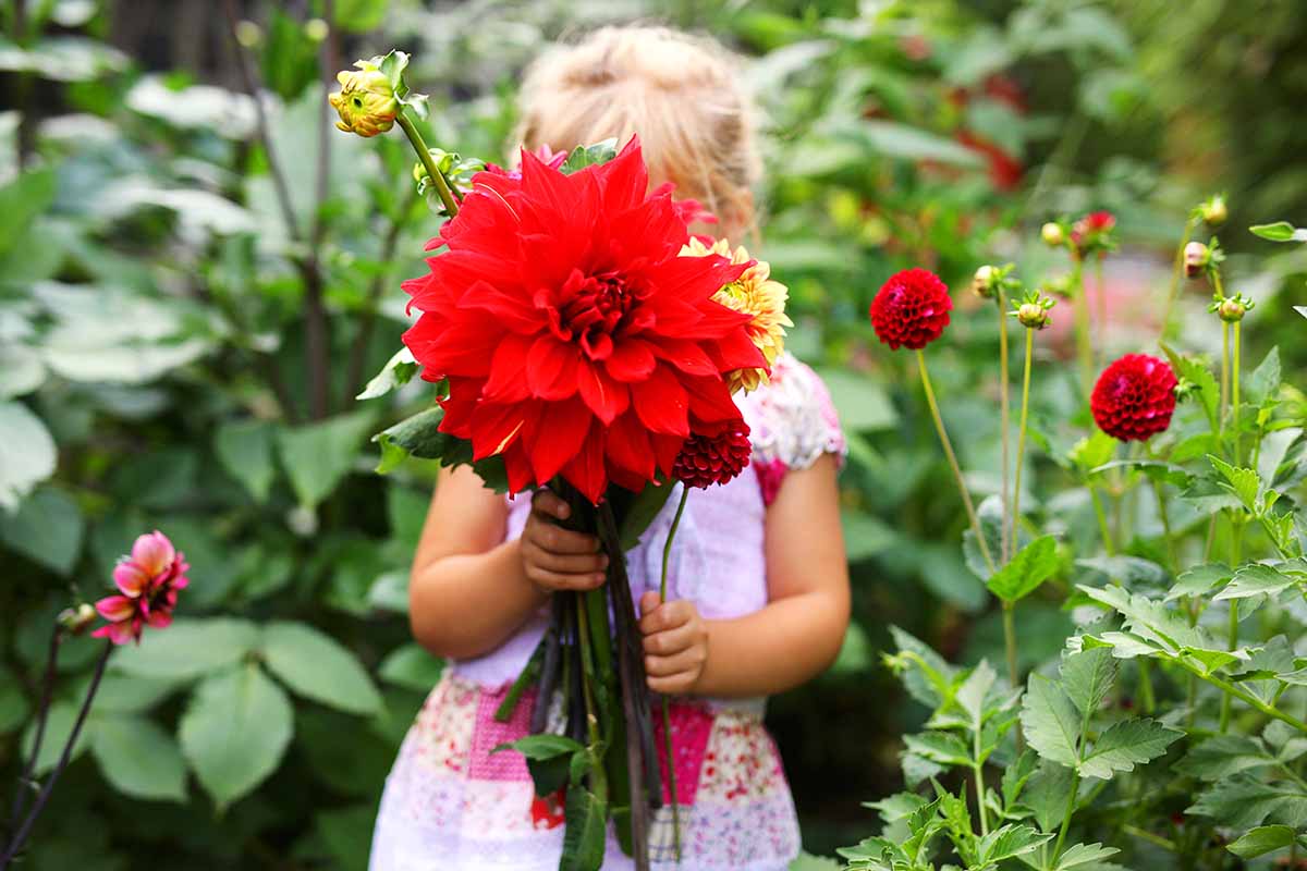A horizontal image of a child holding up a bunch of large red flowers.