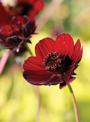 A close up of a single 'Choca Mocha' cosmos flower pictured on a soft focus background.