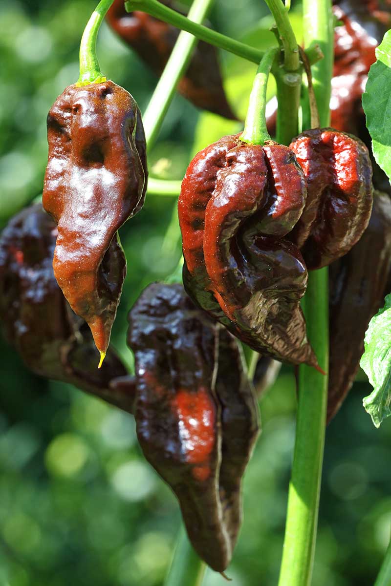 A close up vertical image of deep brown 'Chocolate Habanero' chilis growing in the garden pictured in bright sunshine.