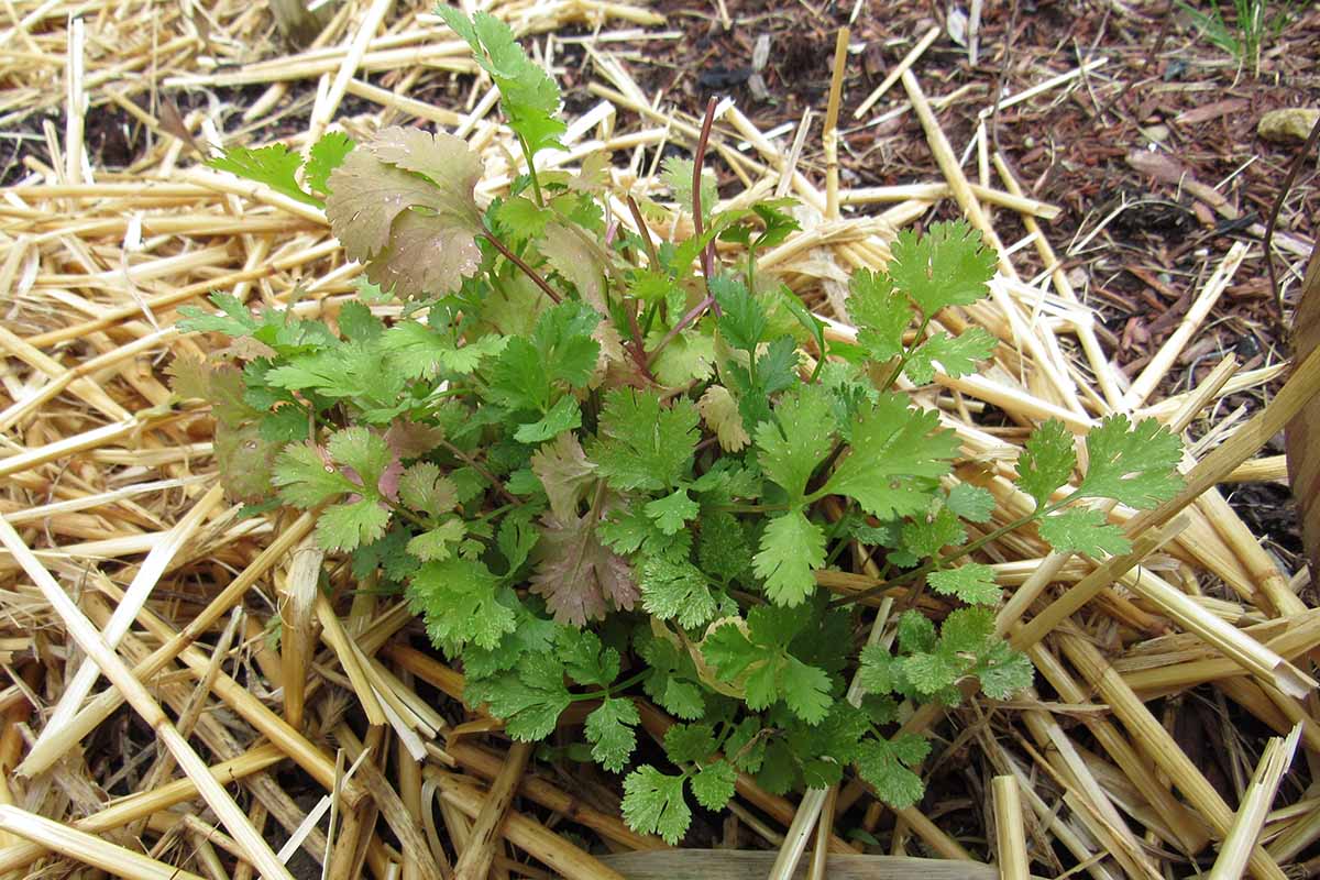 A close up horizontal image of a cilantro plant growing in the garden surrounded by straw mulch.
