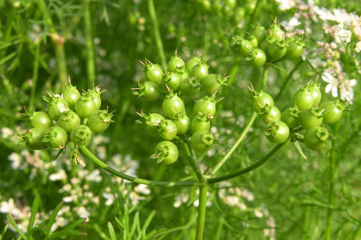 A close up horizontal image of the developing seed pods on a cilantro plant.