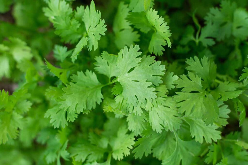 A close up horizontal image of the foliage of a healthy cilantro plant growing in the garden.