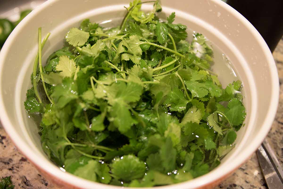 A close up horizontal image of freshly harvested cilantro in a bowl of iced water.