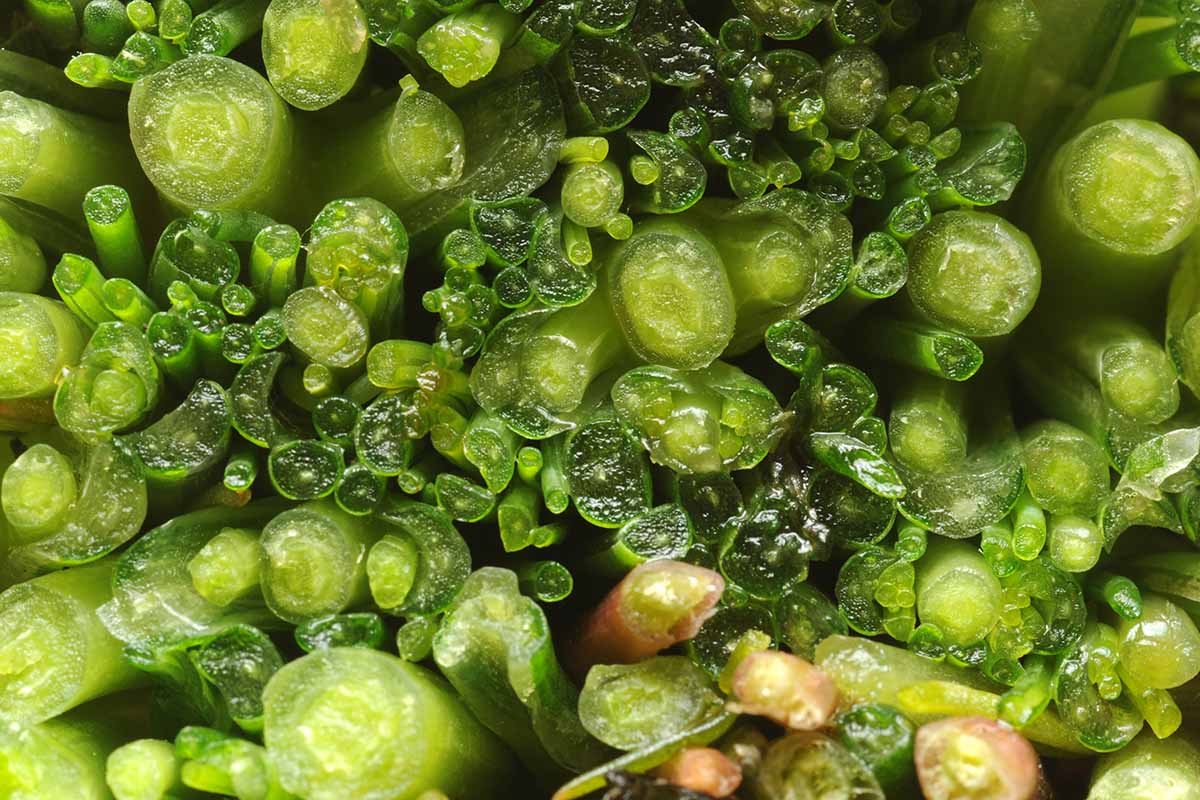 A close up horizontal image of Salsola soda (agretti aka saltwort) stems cut to reveal a cross section of the inside.