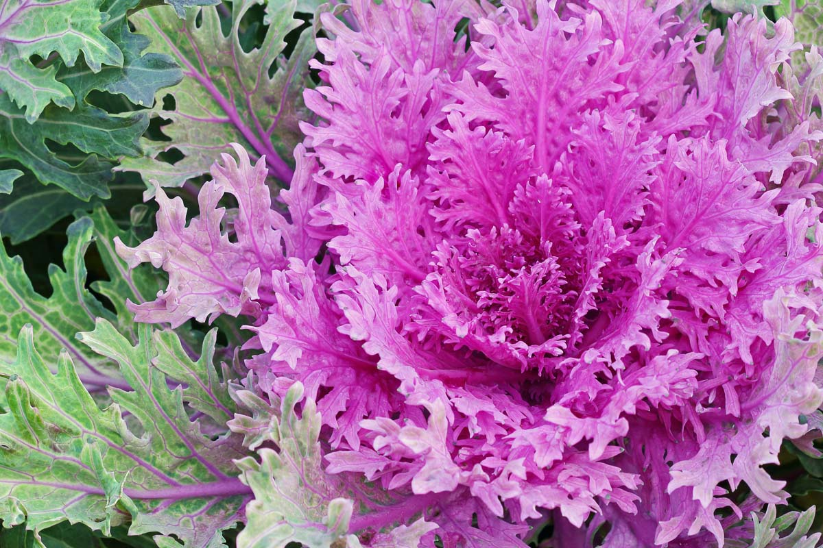 A close up of dramatic purple leaves of an ornamental kale plant with delicate frilly leaves.