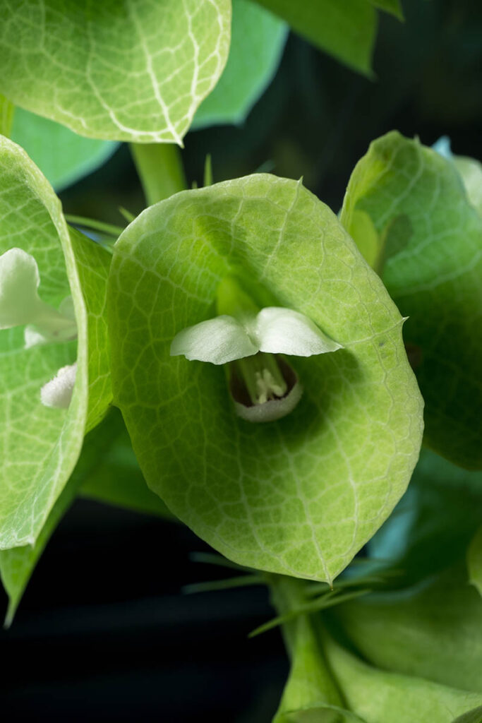 How to Grow and Care for Bells of Ireland Gardener’s Path