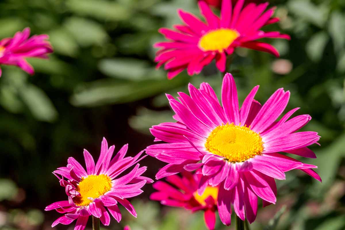 A close up horizontal image of bright pink painted daisy flowers (Tanacetum coccineum) growing in a sunny garden.