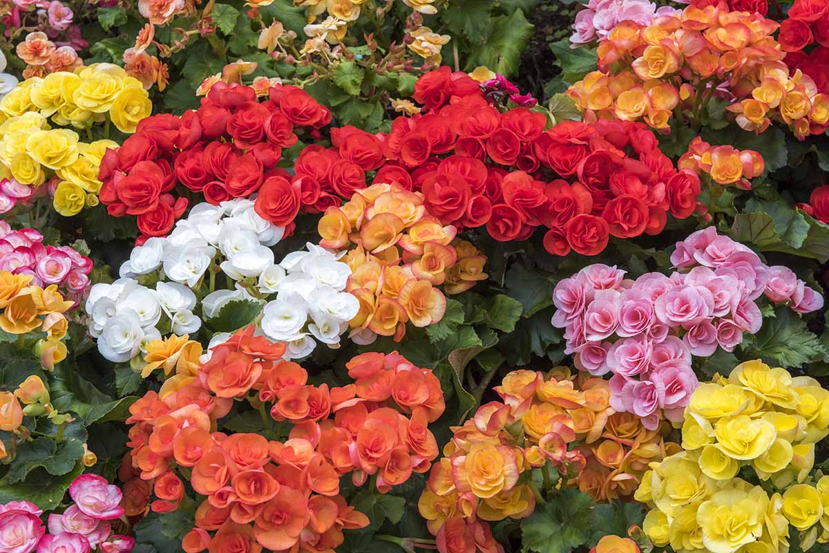 A close up horizontal image of begonias in full bloom, in a variety of different colors.