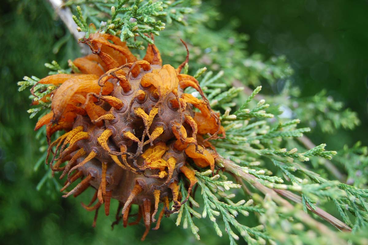 Cedar apple rust fungus on a juniper tree.