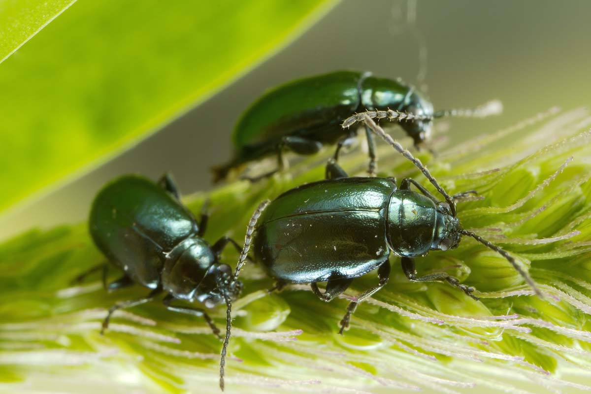 Three green flea beetles crawling on a wheat stem.
