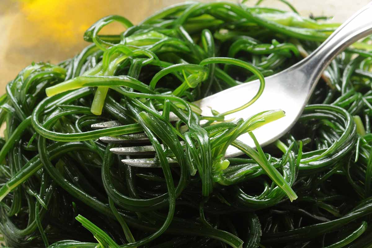 A close up horizontal image of a plate of cooked agretti (Salsola soda) with a fork.