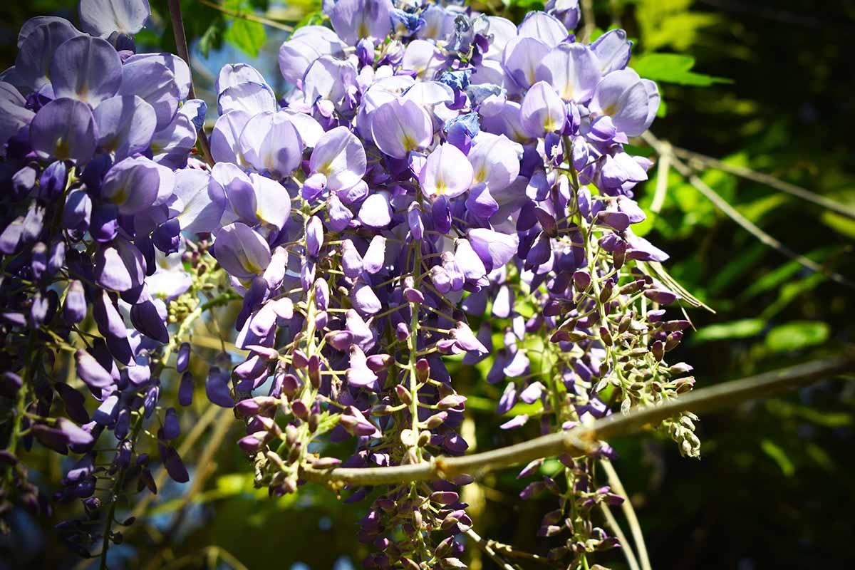 A close up horizontal image of purple 'Cookes Purple' wisteria flowers pictured in bright sunshine on a dark soft focus background.