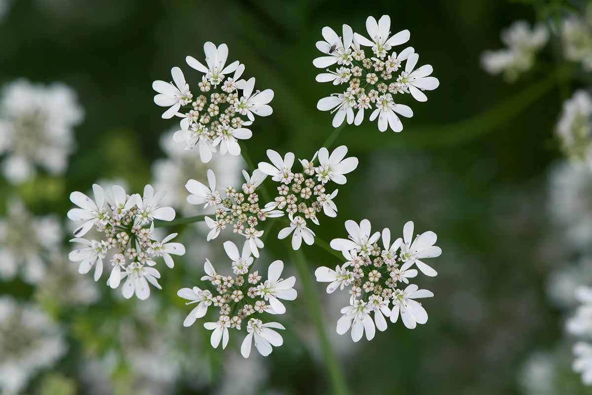 A close up horizontal image of the small white flowers of a cilantro plant pictured on a soft focus background.