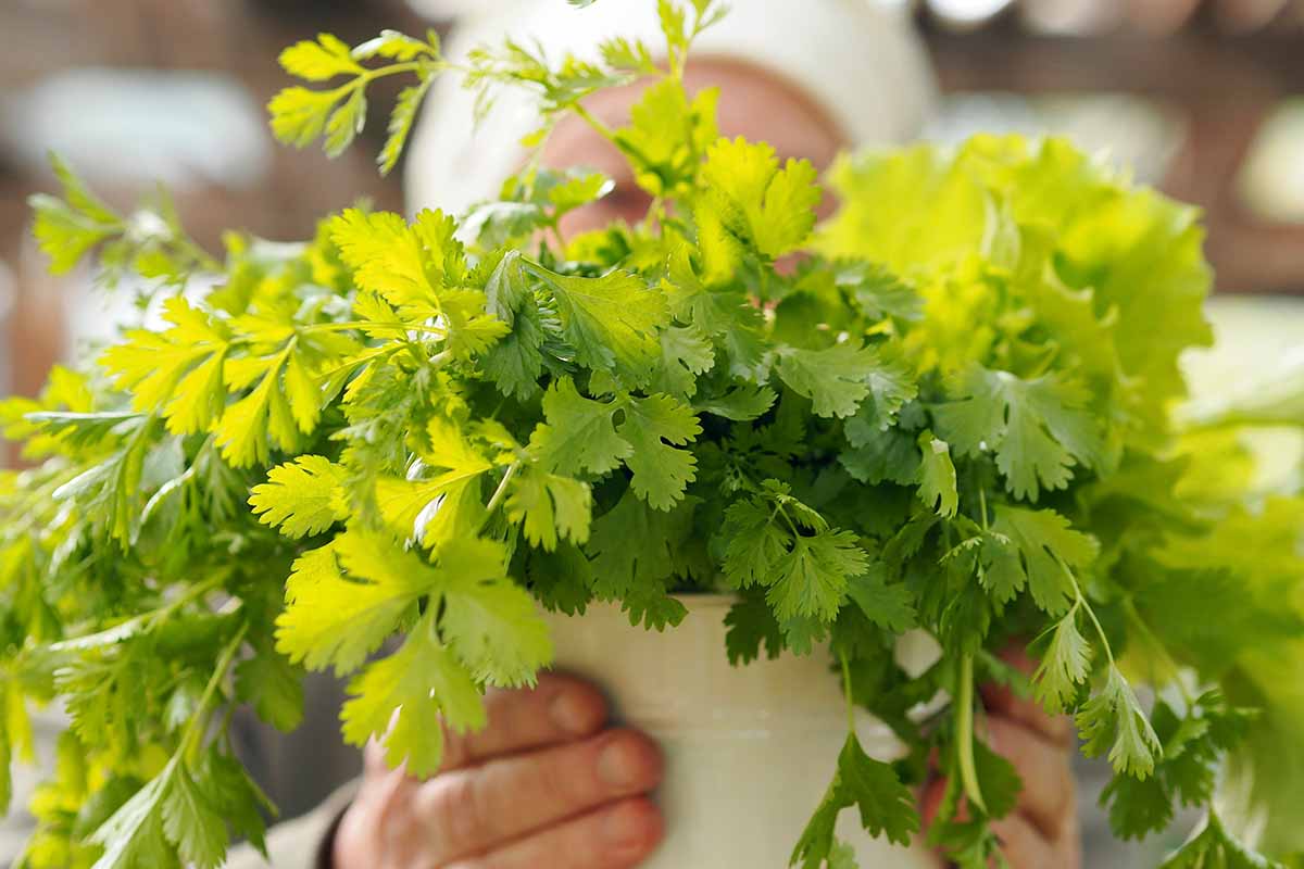 A close up horizontal image of a gardener holding up a potted coriander plant, pictured on a soft focus background.