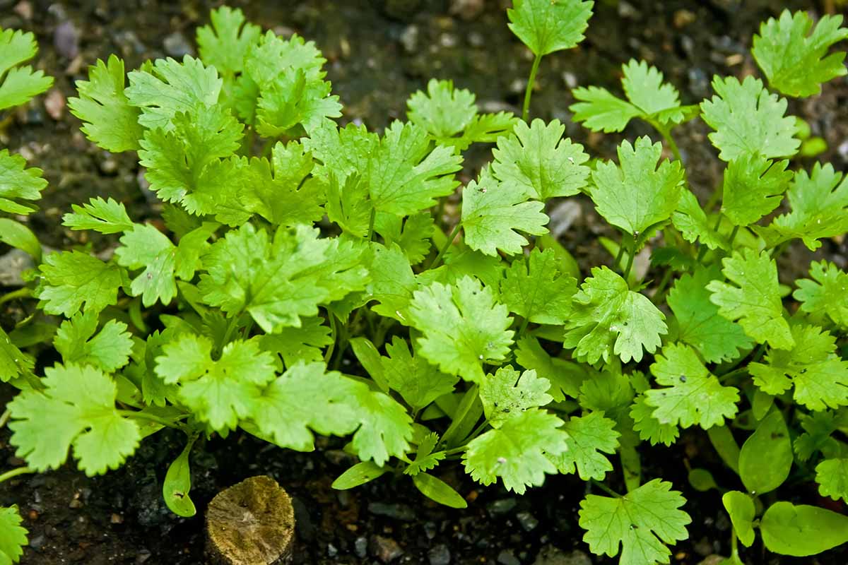 A close up horizontal image of cilantro growing in the garden.