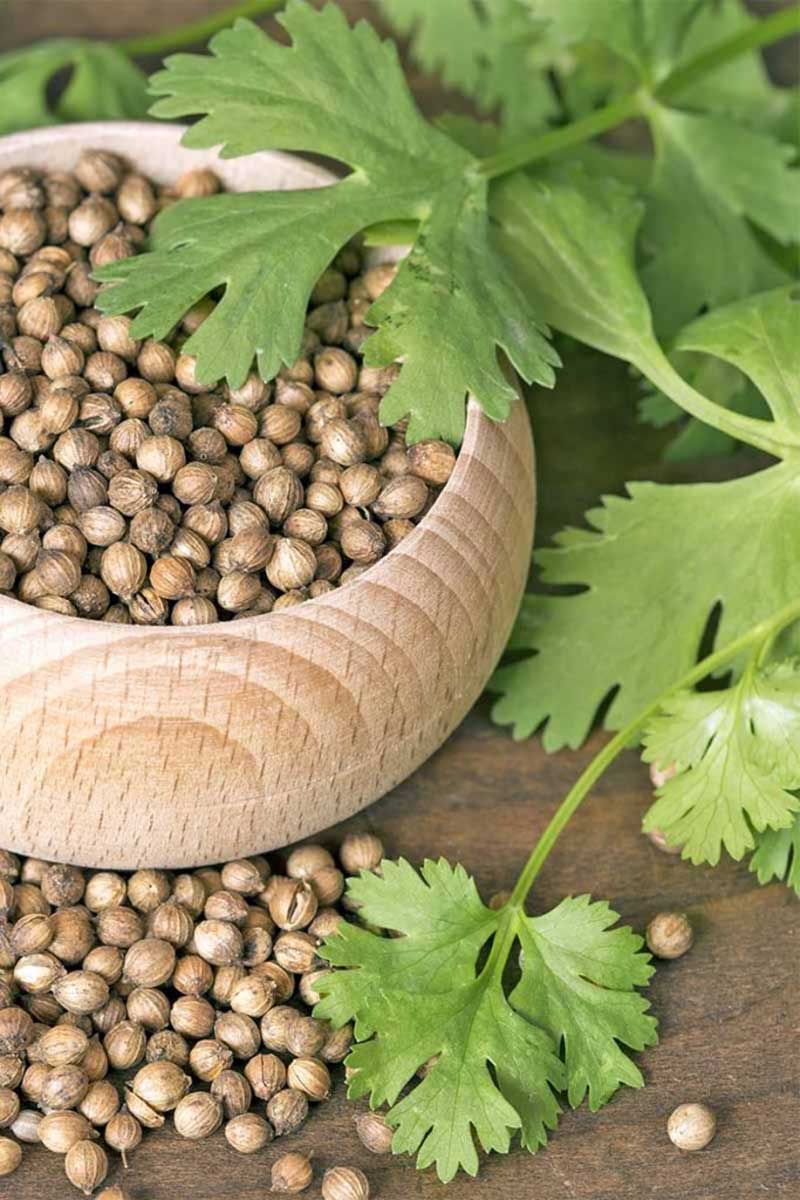 A close up vertical image of a wooden bowl of coriander seeds with leaves in the background.