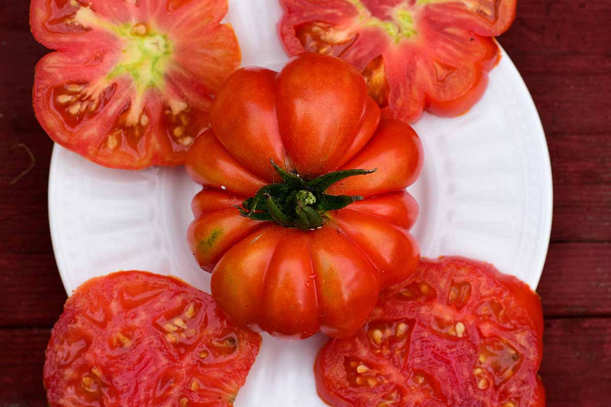 A close up horizontal image of a whole and sliced 'Costoluto Genovese' tomato set on a white plate on a wooden table.
