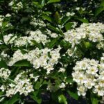 How to Grow and Care for Hawthorn Trees | Gardener’s Path
