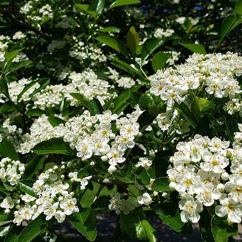 A close up square image of the flowers and foliage of 'Crusader' hawthorn growing in the garden.