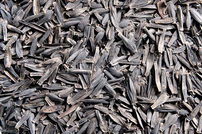 A close up background image of a pile of dahlia seeds.