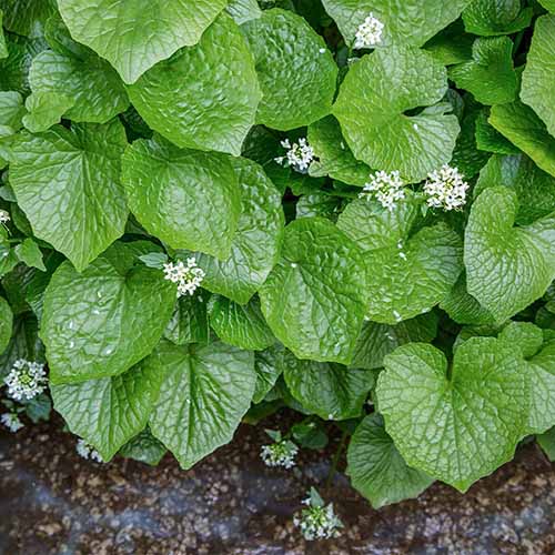 A close up square image of wasabi growing in the garden with textured foliage and small white flowers.