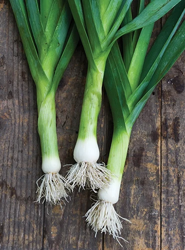 A close up of 'Dawn Giant' leeks set on a wooden surface.