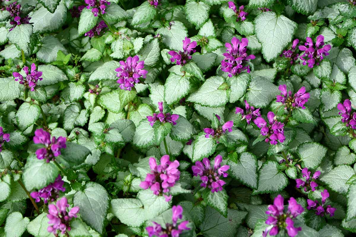 A close up horizontal image of variegated foliage and pink flowers of deadnettle growing in the garden.
