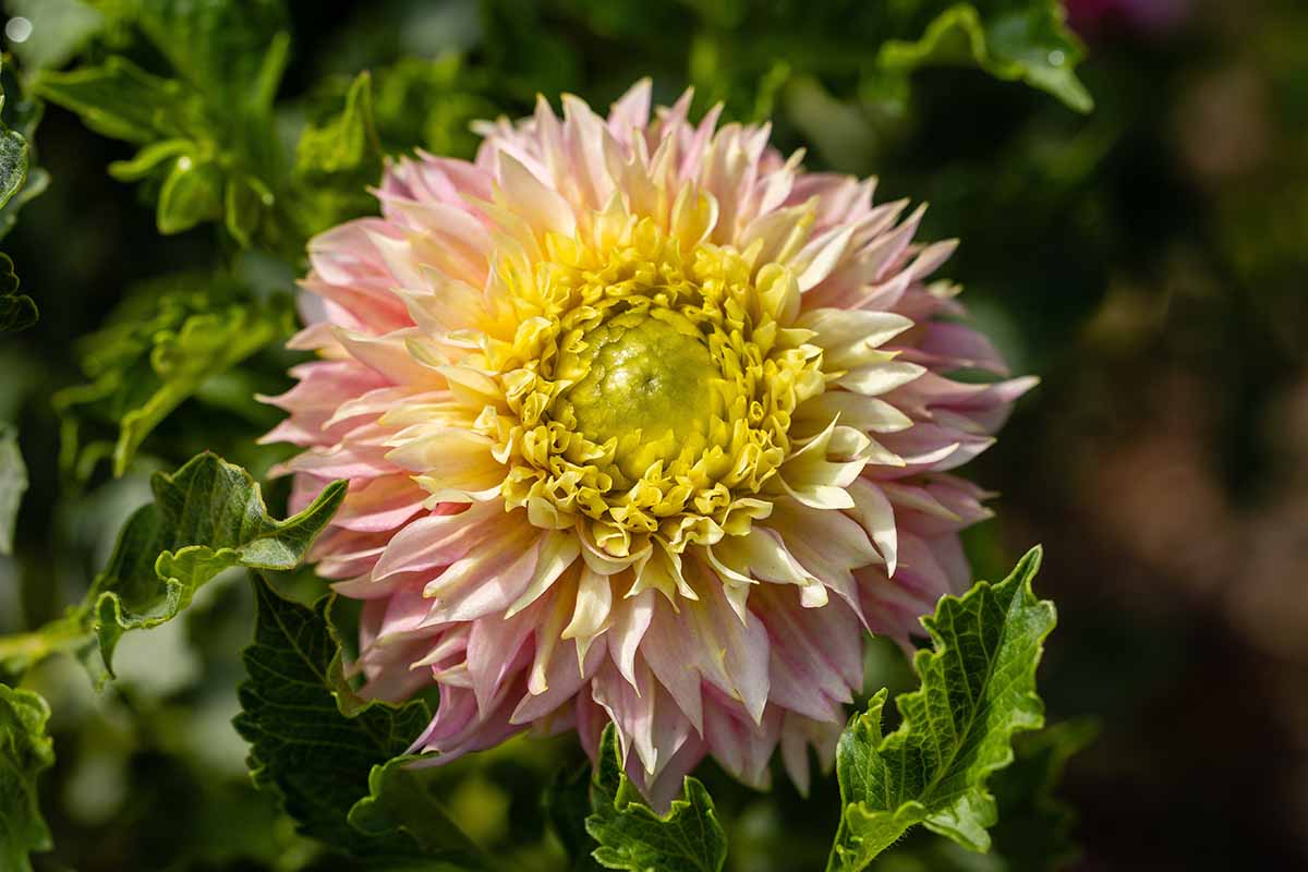 A close up horizontal image of a single 'Deep Impact' dahlia flower pictured in light sunshine on a soft focus background.