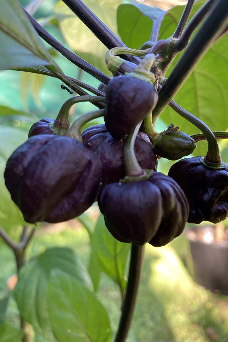 A close up of 'Chocolate Habanero' chilis growing in the garden.