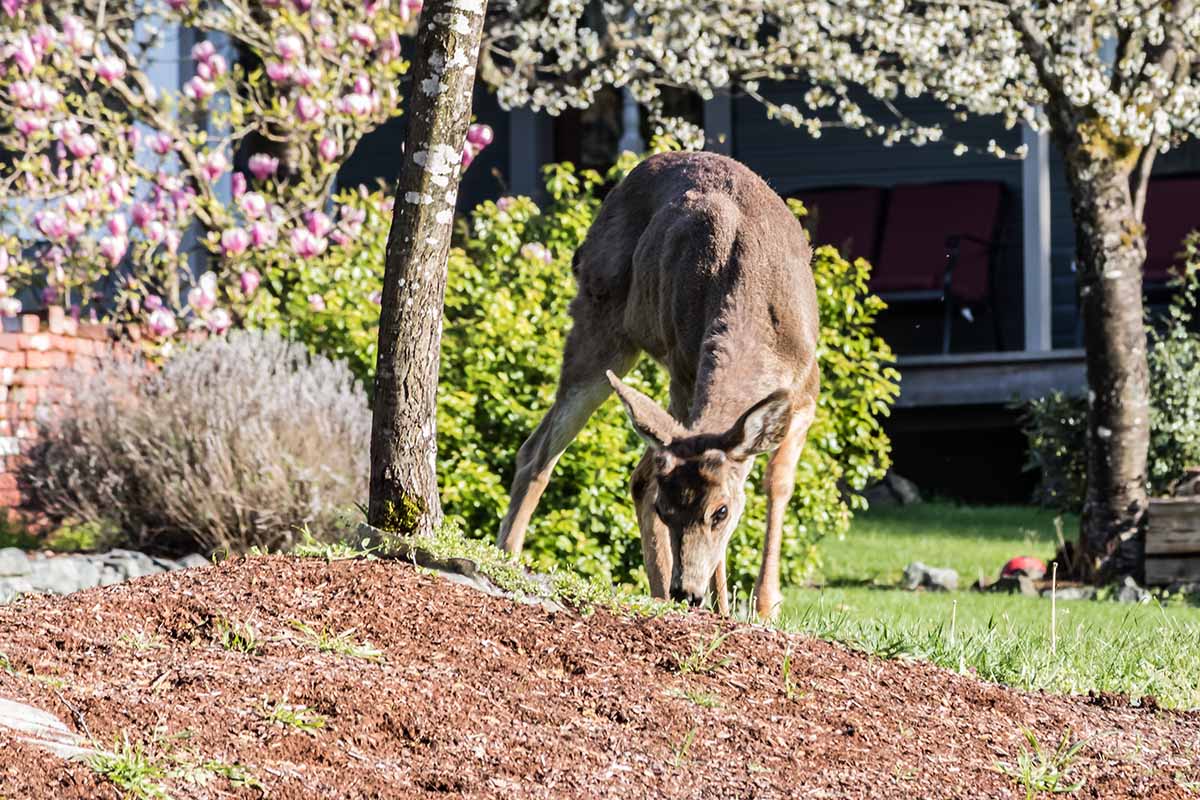 A horizontal image of a deer grazing in a garden under trees.
