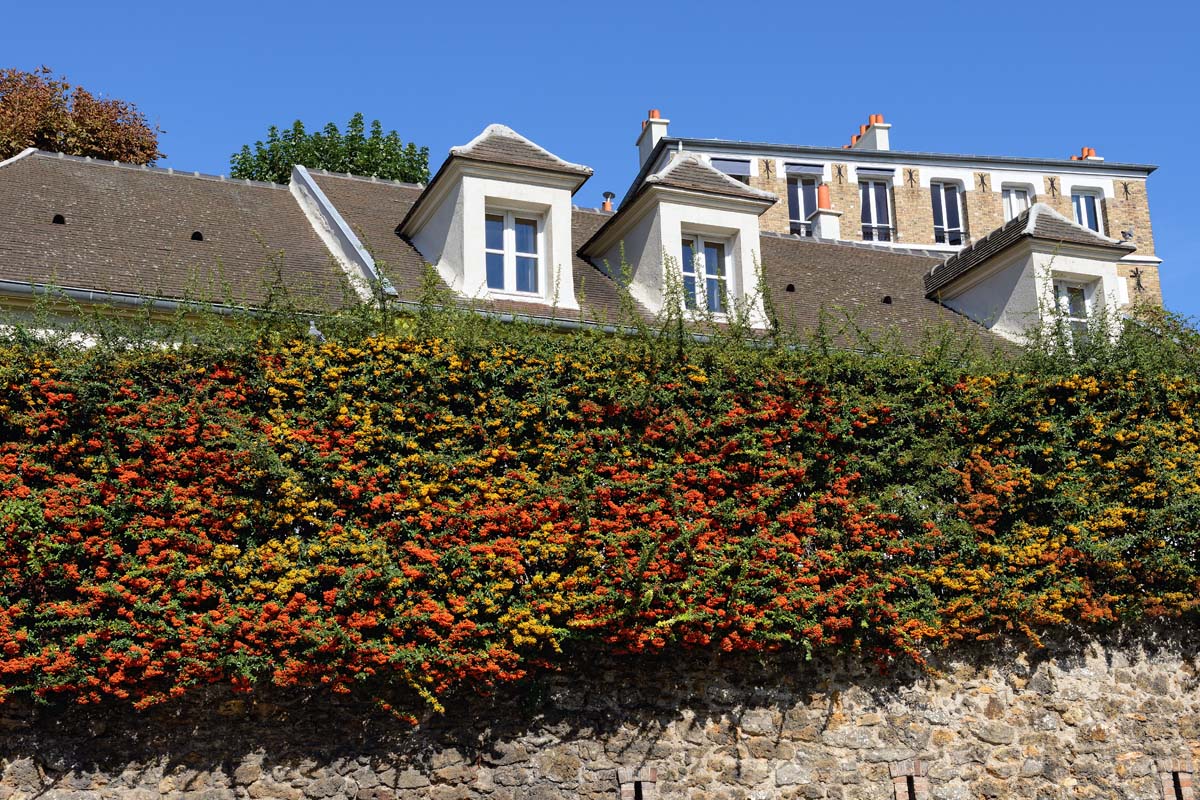 A hedge of pyracantha outside a home makes an impenetrable barrier.