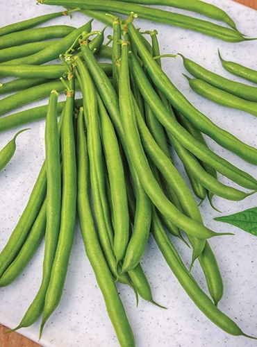 A close up vertical image of freshly harvested 'Desperado' bush beans on a kitchen counter.
