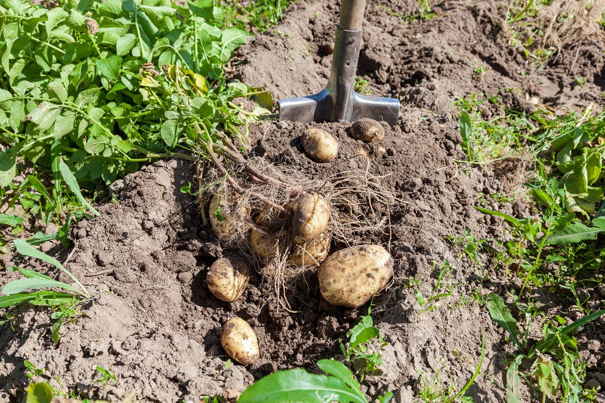 Uma pá está sendo usada para cavar batatas.