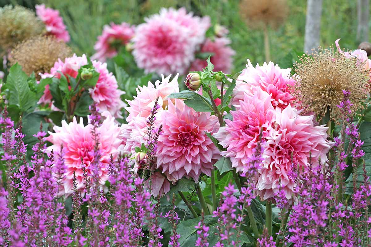 A horizontal image of dahlias growing in the garden with companion plants pictured on a soft focus background.