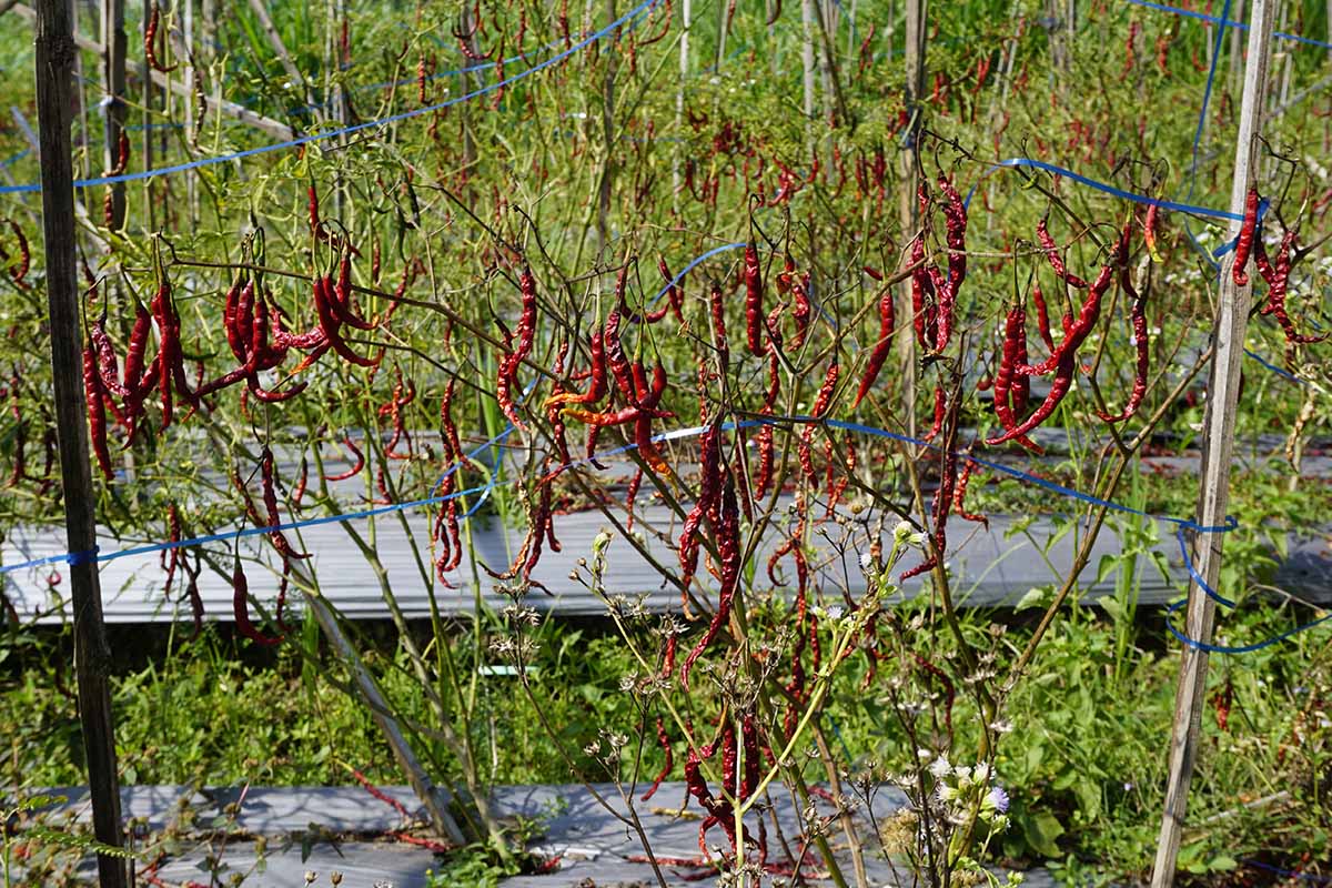 A horizontal image of chili plants growing in the garden that have withered and died from disease.