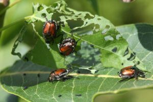 Japanese beetles eating leaves which have been partially skeletonized.