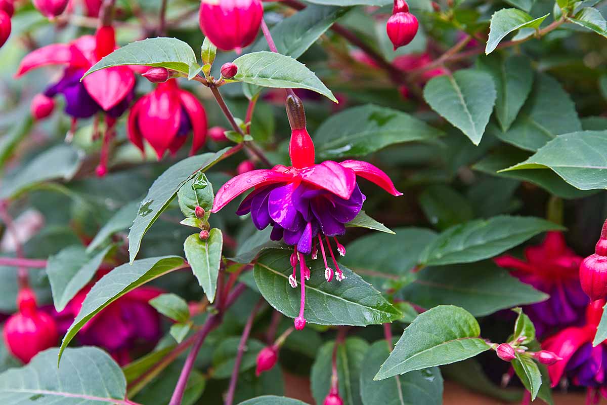 A close up horizontal image of purple and red 'Dollar Princess' flowers growing in the garden.