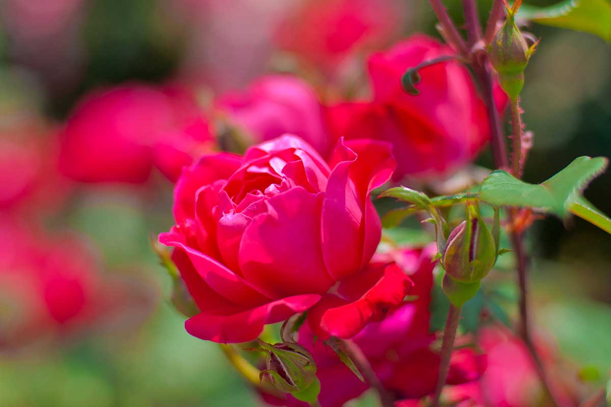 A horizontal image of bright red double Knock Outs growing in the garden pictured on a soft focus background.